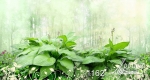 Фреска 1162